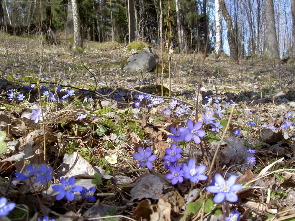 blommor i varbacke 1