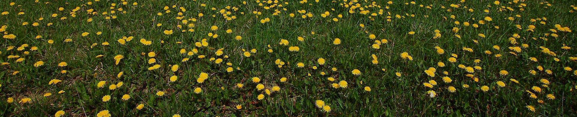 International congregation - flowers