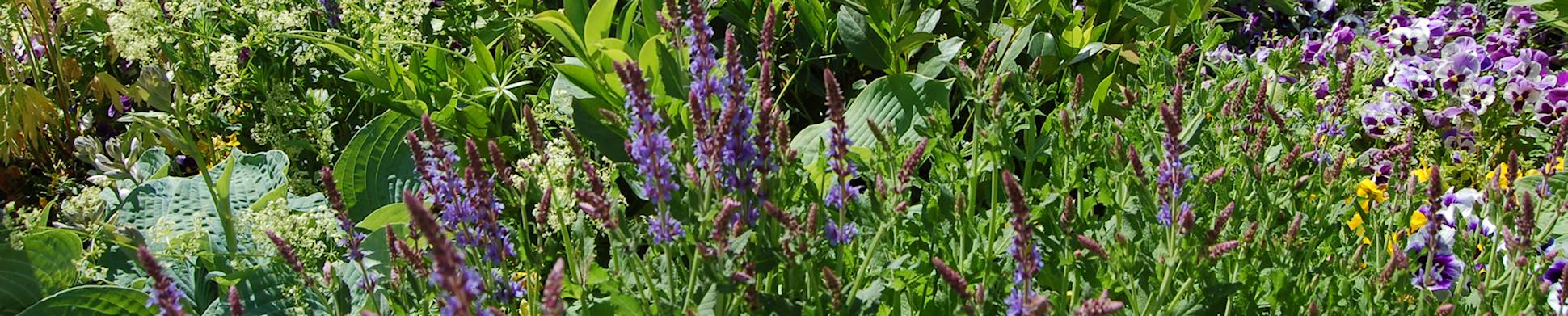 Svensk språkgrupp - blomster